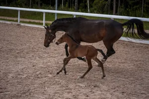 Majestic brown mare and foal trotting on a sandy arena surrounded by a white fence at a horse ranch. jigsaw puzzle