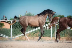Beautiful horses galloping freely on a sunny day in Konya, Türkiye, showcasing natural grace and power. jigsaw puzzle