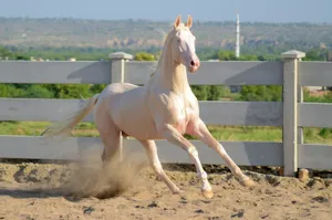 Captivating image of a white horse in motion in a rural paddock, Kot Fateh Khan, Pakistan. jigsaw puzzle