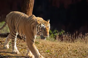 A Bengal tiger prowls in its natural habitat, surrounded by foliage. jigsaw puzzle