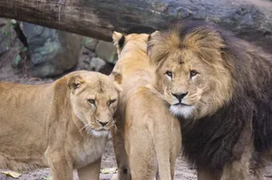 A lion and lionesses in a serene outdoor setting, showcasing wildlife beauty. jigsaw puzzle