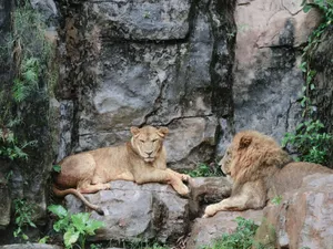 A pair of lions resting on a rocky terrain in a natural habitat setting. jigsaw puzzle