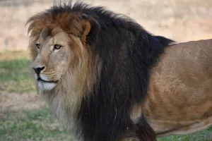 Close-up of a majestic lion with a lush mane, captured in its natural habitat. jigsaw puzzle