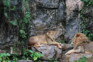 Two lions resting peacefully on rocks amid lush greenery, showcasing natural habitat. jigsaw puzzle