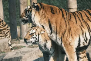 Two Bengal tigers stand closely together in their habitat, showcasing their striking stripes and majestic presence. jigsaw puzzle