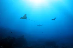 A tranquil scene of stingrays swimming in blue ocean water, showcasing marine life. jigsaw puzzle