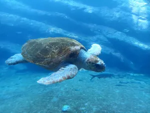A loggerhead sea turtle swimming gracefully in Durban's marine aquarium, South Africa. jigsaw puzzle