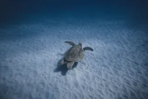 A peaceful sea turtle swims over the sandy ocean floor, showcasing marine life. jigsaw puzzle