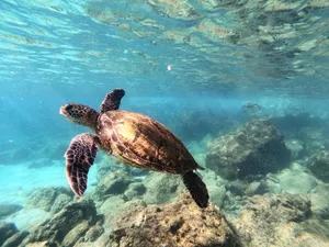 Explore the vibrant underwater world of Hawaii with this captivating image of a sea turtle gracefully swimming among coral reefs. jigsaw puzzle