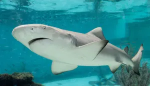 A close-up shot of a shark swimming gracefully underwater, displaying its sleek body and fins. jigsaw puzzle