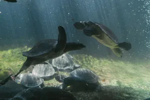 Turtles gracefully swimming underwater, showcasing natural grace and beauty. jigsaw puzzle