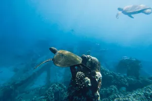 Two sea turtles glide gracefully through the underwater landscape in Lahaina, Hawaii. jigsaw puzzle