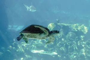 A green sea turtle gracefully swims underwater, showcasing marine wildlife beauty. jigsaw puzzle