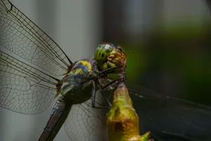 Detailed close-up of a dragonfly showcasing its intricate wings and vibrant colors. jigsaw puzzle