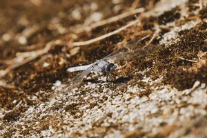 Detailed close-up of a dragonfly resting on a textured rocky ground in natural surroundings. jigsaw puzzle
