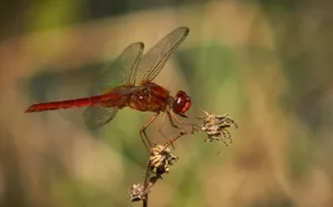A vivid red dragonfly perched on a withered plant against a blurred green background. jigsaw puzzle