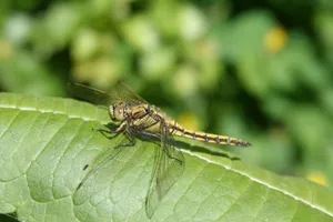 Close-up of a dragonfly on a leaf in Gouda, Netherlands garden. jigsaw puzzle