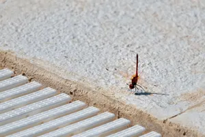 Close-up of a dragonfly on sunlit pavement, showcasing details with its shadow. jigsaw puzzle