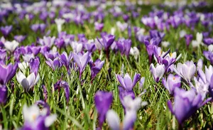 crocuses jigsaw puzzle