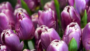 tulips jigsaw puzzle