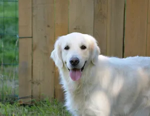 dog jigsaw puzzle