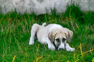 dog jigsaw puzzle