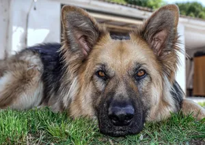 dog jigsaw puzzle