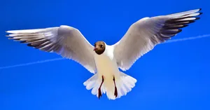 seagulls jigsaw puzzle