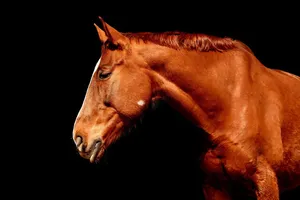 horse jigsaw puzzle