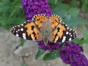 the painted lady butterfly jigsaw puzzle