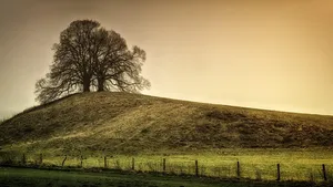 tree jigsaw puzzle