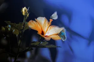 butterflies jigsaw puzzle
