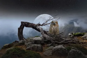 owl jigsaw puzzle