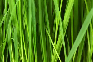 meadow jigsaw puzzle