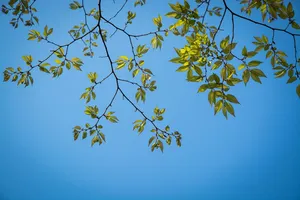 leaves jigsaw puzzle