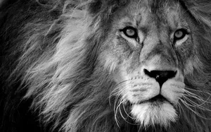lion jigsaw puzzle