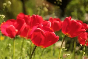 flower jigsaw puzzle