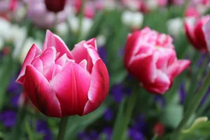 flower jigsaw puzzle