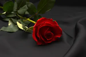 rose jigsaw puzzle