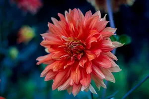 flower jigsaw puzzle