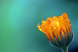 marigold jigsaw puzzle