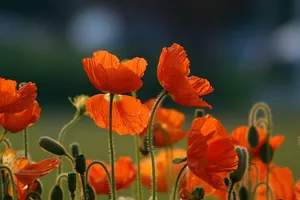 orange flowers jigsaw puzzle