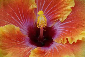 flower jigsaw puzzle