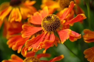 flowers jigsaw puzzle