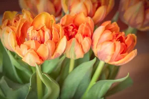 flowers jigsaw puzzle