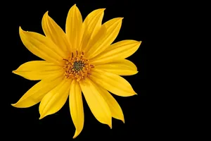 blossom jigsaw puzzle