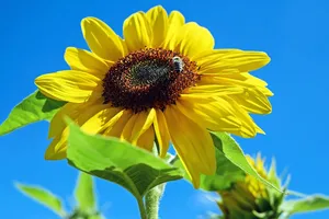 sunflower jigsaw puzzle