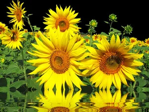 sun jigsaw puzzle