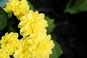 flower jigsaw puzzle