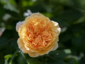 yellow rose jigsaw puzzle